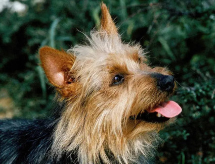 Australian terrier