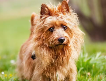 Australian terrier