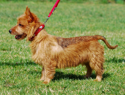 Australian terrier