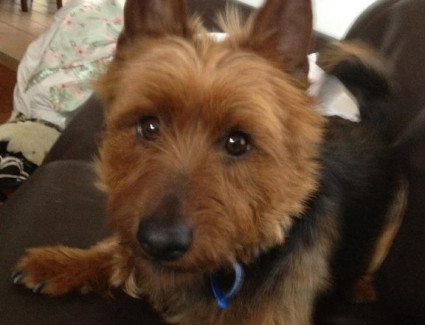 Australian terrier