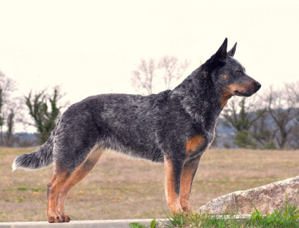 Australischer Schäferhund. Queensland-Heiler