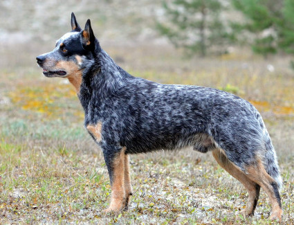 Australischer Schäferhund. Queensland-Heiler