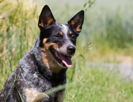 Australischer Schäferhund. Queensland-Heiler