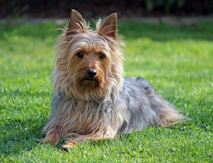 Australian silky terrier