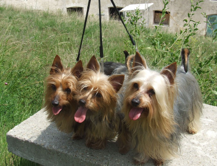 Australian silky terrier