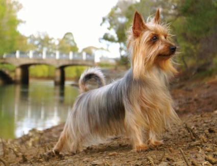 Australian silky terrier