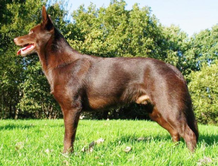 Australian Kelpie