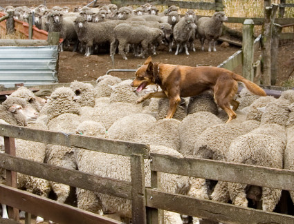 Australian Kelpie