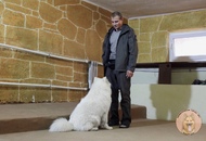 Абонемент на дрессировку собак от 13000 рублей!