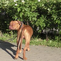 Форик