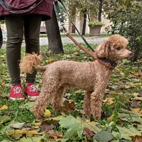 Джонни