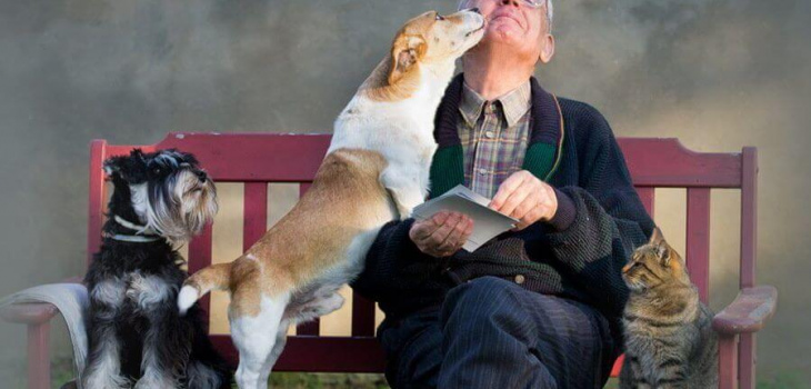 Vet clinic «Dog and cat»