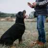Dog training