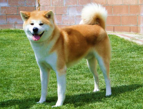 Akita