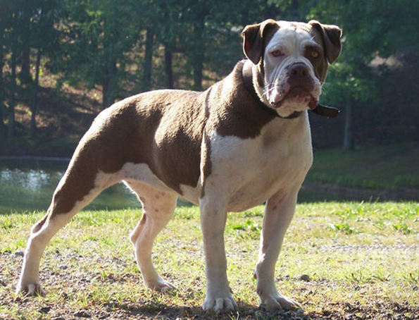 Alapakh reinrassige Bulldogge