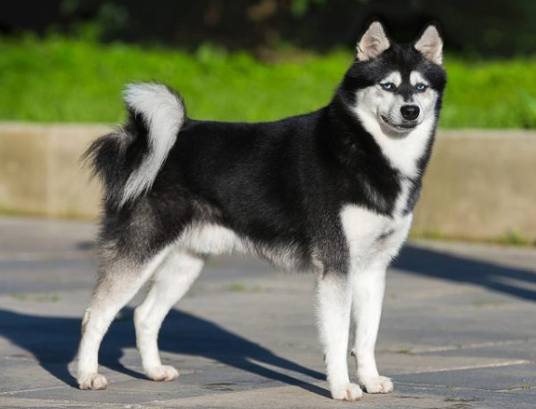 Klee Kai . aus Alaska