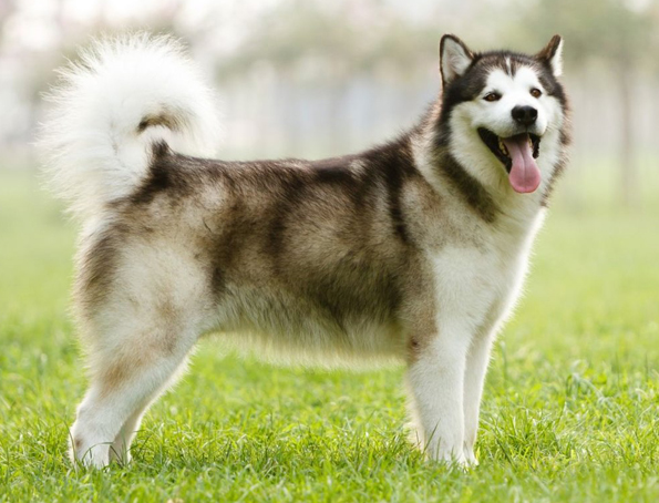 Alaskan Malamute