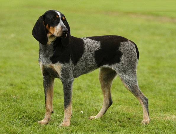 Amerikanischer Coonhound