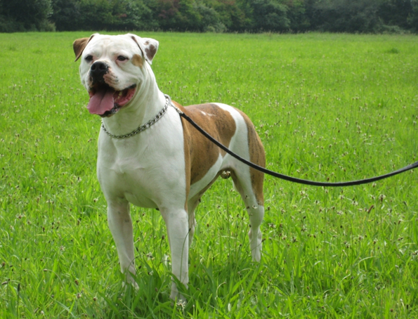 Amerikanische Bulldogge