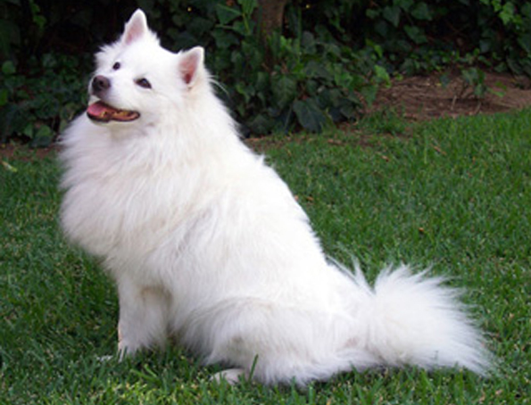 Amerikanischer Eskimo Spitz