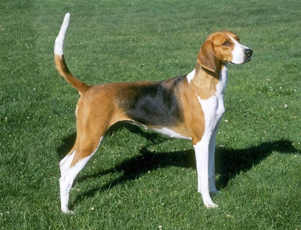 Amerikanischer Foxhound