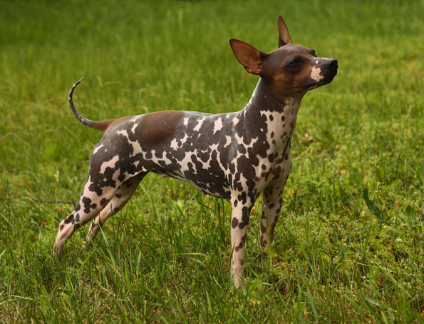 American Hairless Terrier