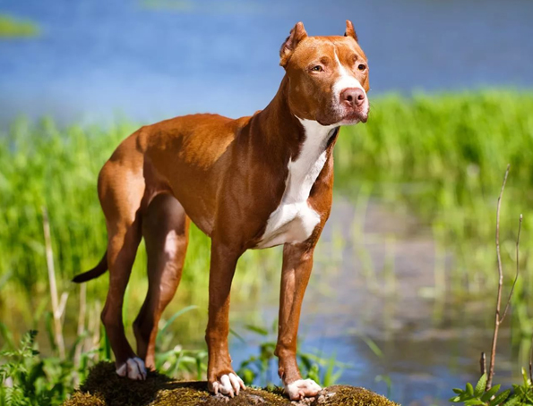 Amerikanischer Pitbullterrier