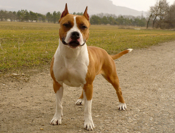 Amerikanischer Staffordshire Terrier