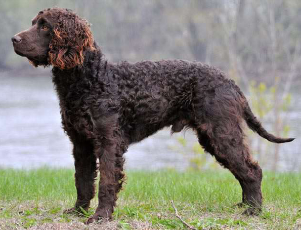 Amerikanischer Wasserspaniel