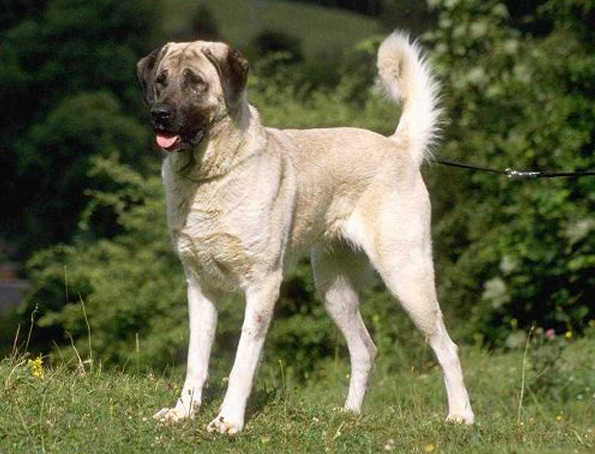 Anatolischer Hütehund