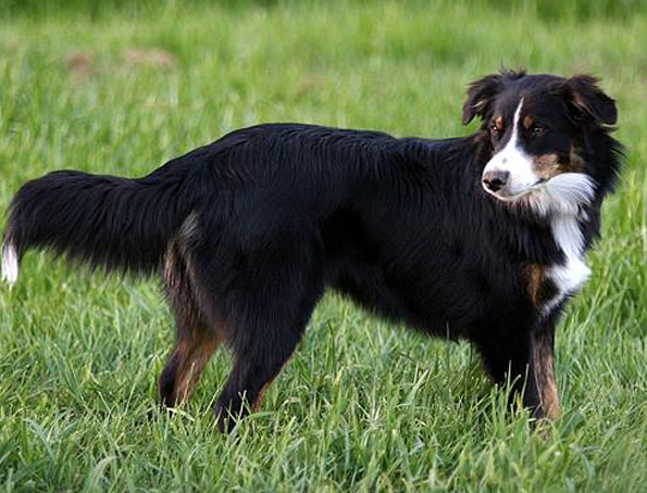 Englischer Schäferhund