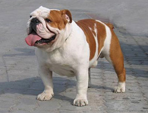 englische Bulldogge