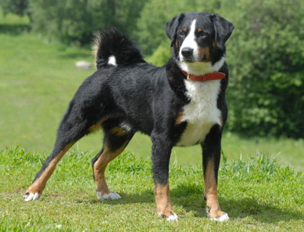 Appenzeller Sennenhund