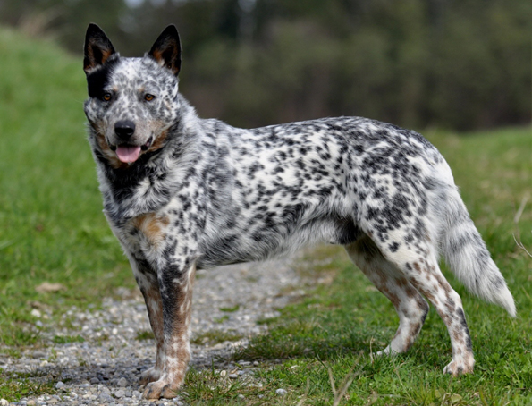 Australischer Schäferhund. Queensland-Heiler