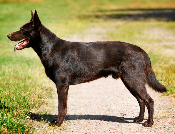 Australischer Kelpie