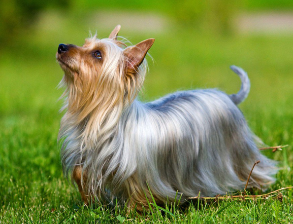 Australian Silky Terrier