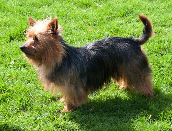 Australischer Terrier