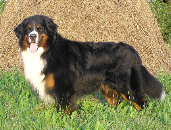 Berner Sennenhund