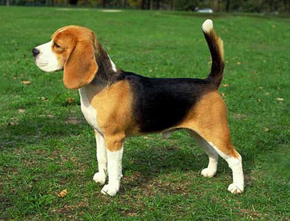 Beagle