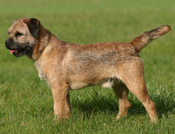 Grenzterrier