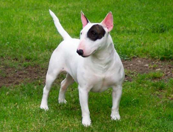 Bullterrier