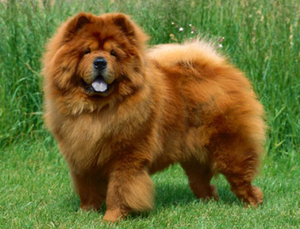 Chow-Chow