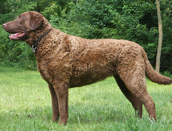 Chesapeake Bay Retriever