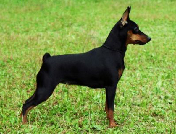 Zwergpinscher