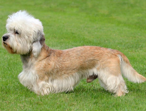 Dandy-Dinmont-Terrier