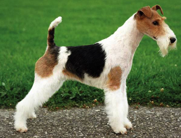 Foxterrier Rauhaar