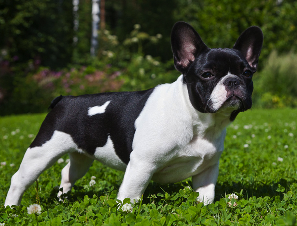 Französische Bulldogge