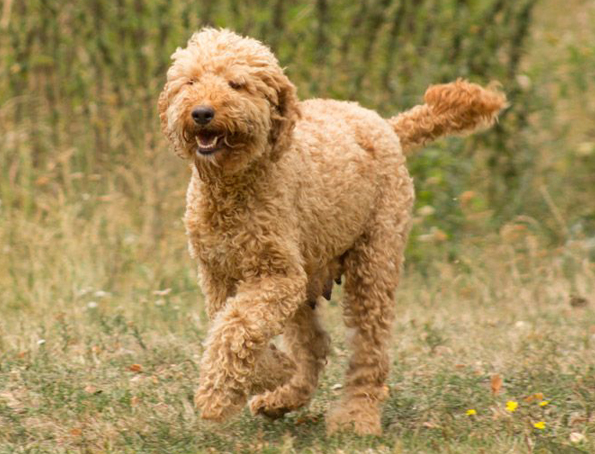 Goldendoodle