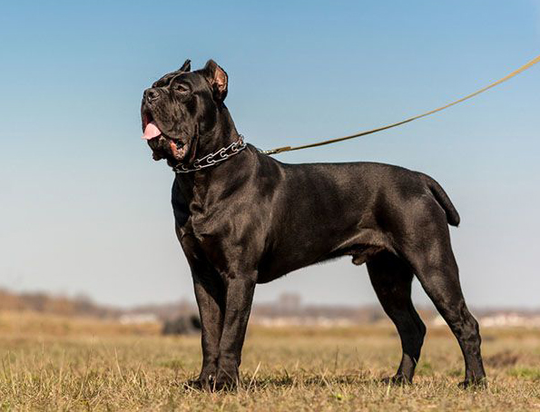 Mastiff Cane Corso