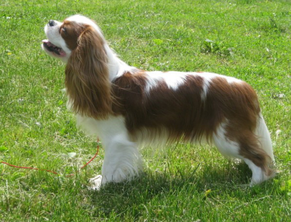 Cavalier King Charles Spaniel